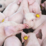 Misleading Pork Labels Misinform Consumers on Meat Sustainability consumers, Environment, labels, meat, misinform, Packaging & Labelling, Pork, poultry & seafood, research, Sustainability Food and Beverage Business Lyras