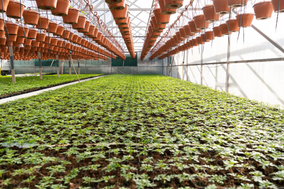 The Fresh Produce Consortium warns that import charges will severely impact the industry. cripple, fresh produce consortium, import charges, industry Food and Beverage Business