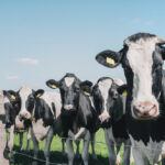 UK Bans Live Animal Exports animal exports, Brexit, Law, Legal, meat, poultry & seafood, regulation, trade, UK Food and Beverage Business Valmatic