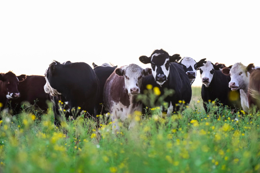 Partnership Formed Between Mars and FrieslandCampina to Advance Sustainable Dairy Practices DMK, FrieslandCampina, Mars Food and Beverage Business Mars,FrieslandCampina