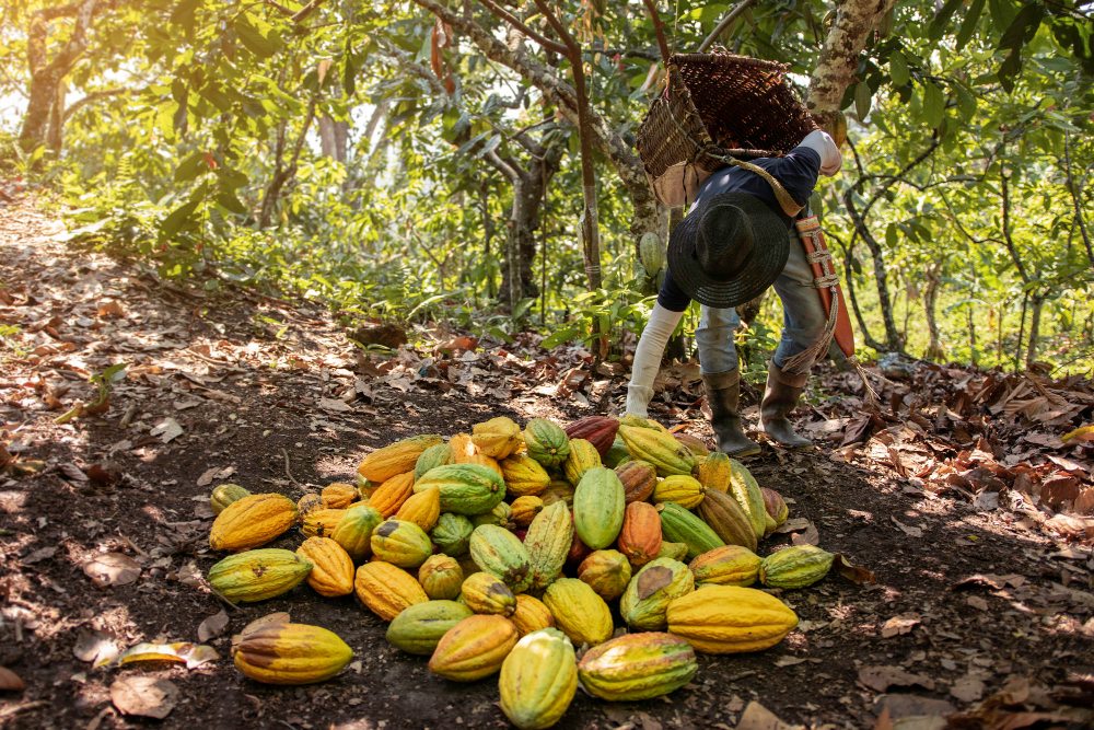 Investors urge chocolate companies to increase pay for cocoa farmers Ferrero, Hershey, Lindt & Sprungli, Mars, Mondelez International, Nestlé Food and Beverage Business