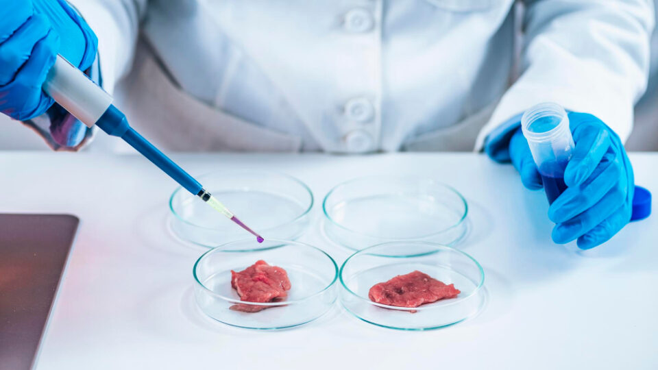 Florida governor prohibits lab-grown meat in battle against "elitists" meat, meat alternatives Food and Beverage Business lab-grown meat