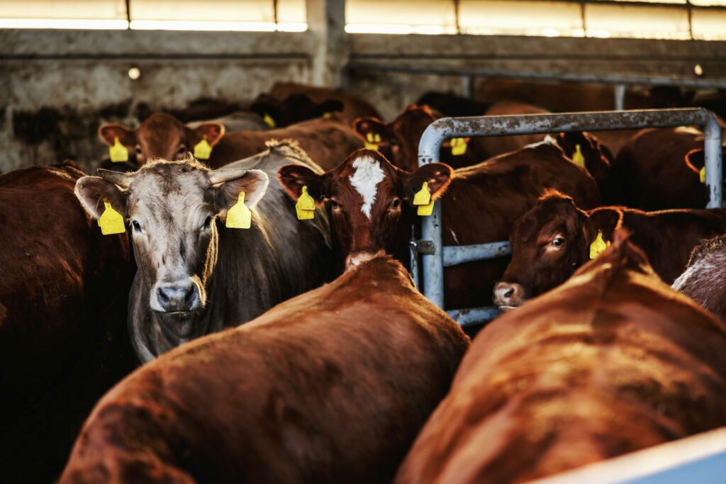 Fraser & Neave Holdings to Construct a Dairy Plant in Cambodia Fraser and Neave Food and Beverage Business