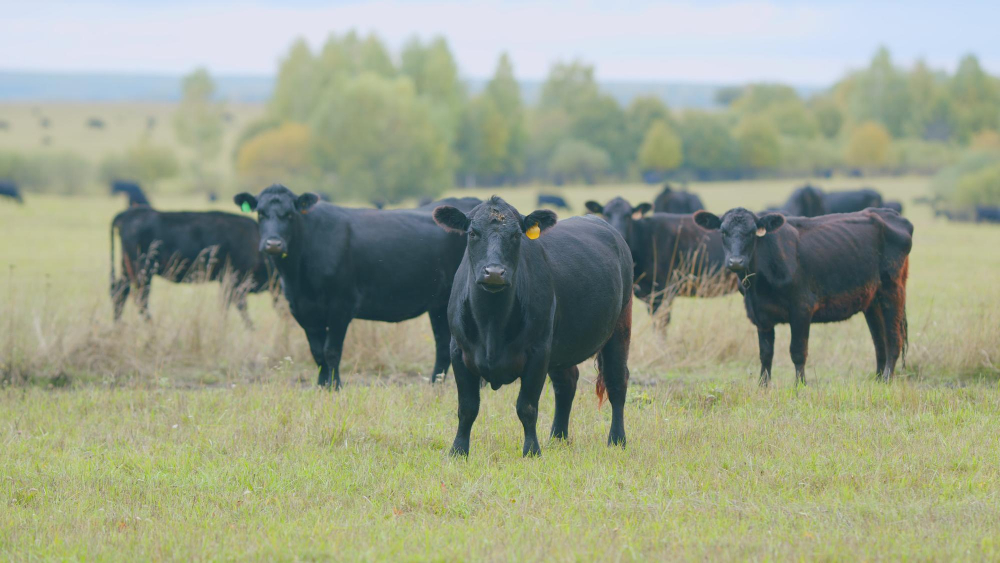 Introducing a Livestock Carbon Emissions Tax in Denmark Food and Beverage Business Introducing a Livestock Carbon Emissions Tax in Denmark Dairy & Soy Food, ESG, meat Food and Beverage Business