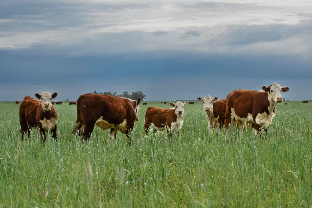 Ehrmann, a German company, acquires Trewithen Dairy based in the UK Ehrmann Food and Beverage Business