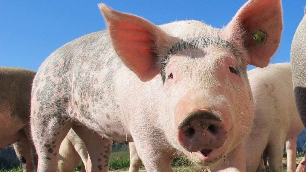 China contemplates imposing pork tariffs on EU exports, prompting stand-off Frozen, meat, Refrigerated Food and Beverage Business