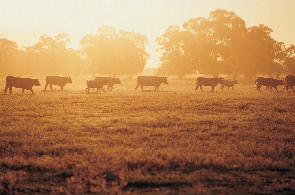 China Lifts Import Suspensions on Five Australian Beef Plants Frozen, meat, Refrigerated Food and Beverage Business