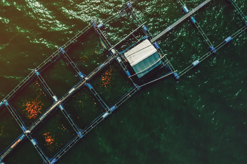 JBS boosts investment in Australian salmon farming company, Huon Aquaculture JBS Food and Beverage Business