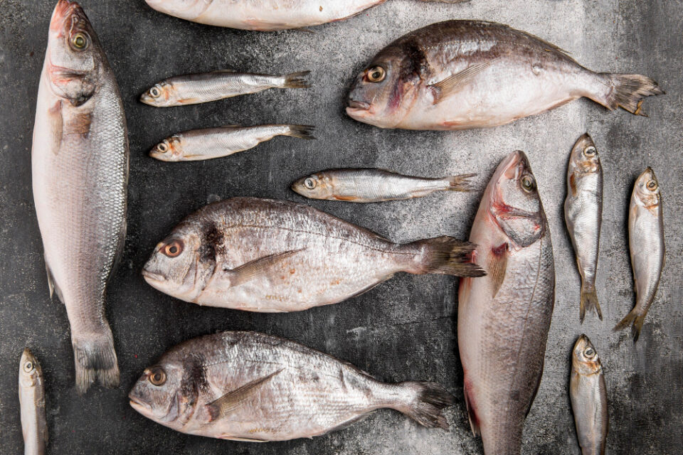 American Seafoods cancels sale plan due to economic conditions Fish & Seafood Food and Beverage Business