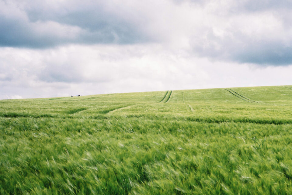Germany's ruling on becoming climate neutral will have an impact on food marketing. ESG, Pan-industry Food and Beverage Business