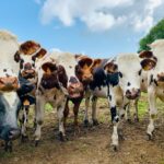UK dairy industry cautioned about the financial implications of building climate resilience Dairy & Soy Food Food and Beverage Business Fortenova