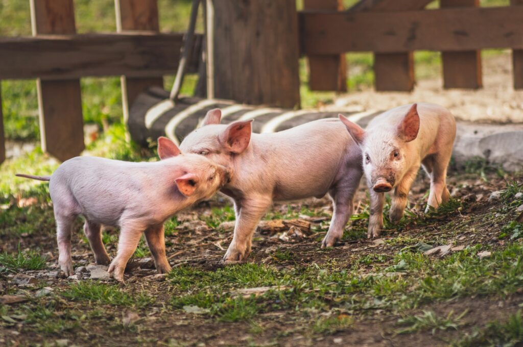 First decrease in meat production in UK for the past decade Frozen, meat, Refrigerated Food and Beverage Business