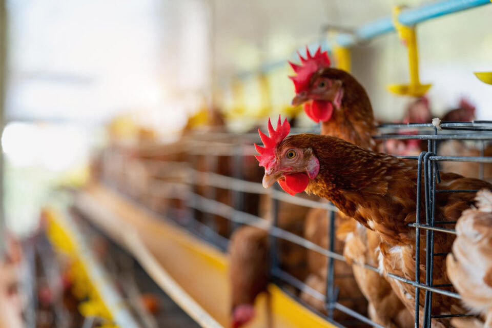 Pilgrim's Pride Reaches $100 Million Settlement for Underpaid Chicken Farmers JBS, Pilgrim's Pride, Sanderson Farms, Tyson foods Food and Beverage Business