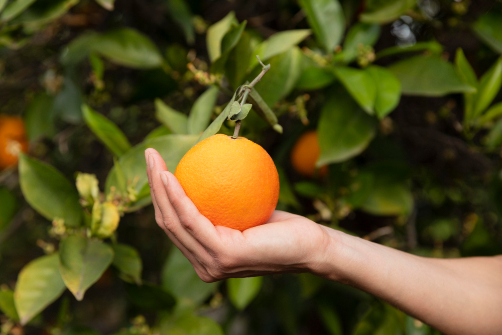 CO-RO Unites Forces to Advance Sustainable Soft Drink Packaging Food and Beverage Business CO-RO Unites Forces to Advance Sustainable Soft Drink Packaging beverage industry, CO-RO, environmental impact, packaging, Promotion, soft drink, sustainable Food and Beverage Business