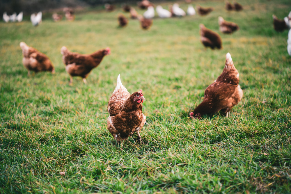 South Korea and South Africa Welcome UK Poultry Impor Food and Beverage Business South Korea and South Africa Welcome UK Poultry Impor borders, investments, meat, poultry, poultry & seafood, South africa, South Korea, trade, UK Food and Beverage Business