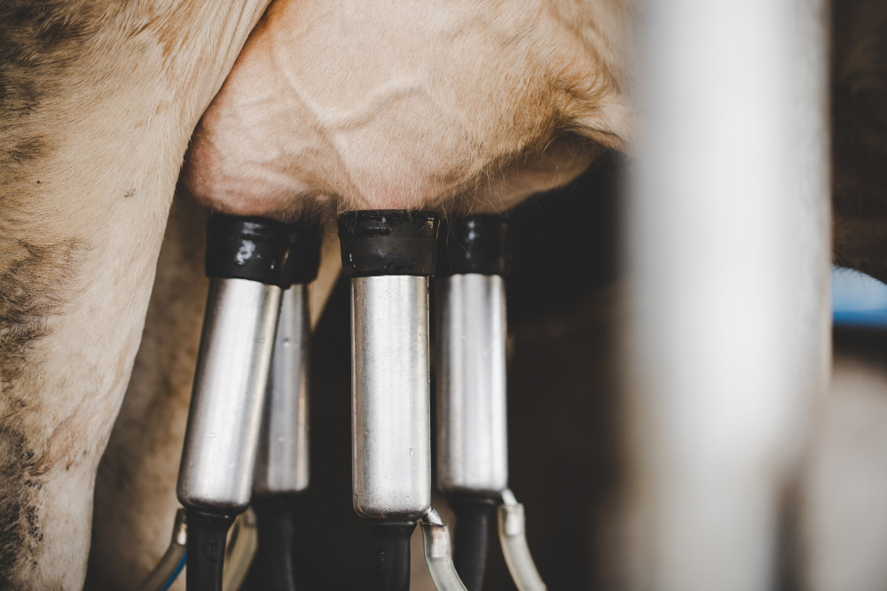 New Zealand Intensifies Dairy Dispute with Canada Food and Beverage Business New Zealand Intensifies Dairy Dispute with Canada Dairy & Soy Food Food and Beverage Business