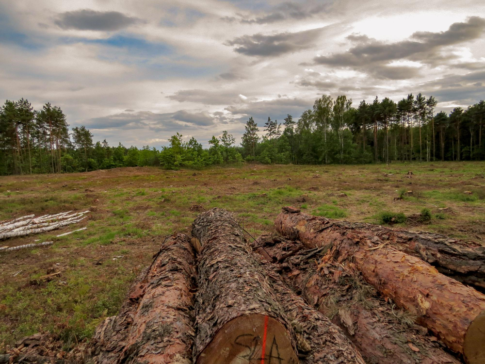 EU Council Supports Postponement of Deforestation Regulation Food and Beverage Business EU Council Supports Postponement of Deforestation Regulation confectionery, Environmental Sustainability, Frozen, Pan-industry, Refrigerated, Shelf-stable Food and Beverage Business
