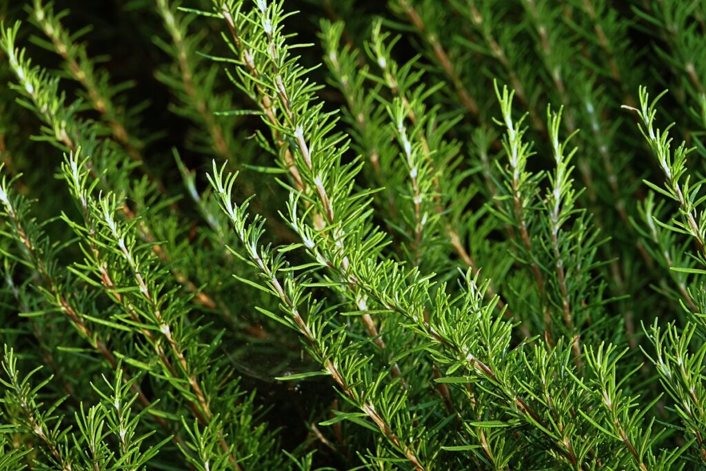 Syensqo introduces Riza, a new range of natural flavors and antioxidants for food preservation Food and Beverage Business Syensqo