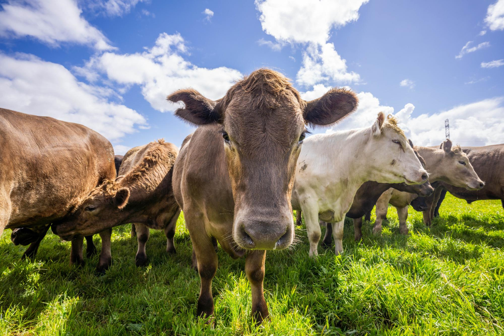 Lactalis Unveils $42 Million Investment in Its Minas Gerais Operations Lactalis Food and Beverage Business