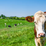 Tesco, Arla, and Müller Join Forces for Sustainability Initiative Arla, Chilled & Fresh, initiative, meat, Müller, partnership, poultry & seafood, supply chain, Sustainability, Tesco Food and Beverage Business