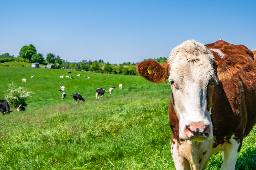 Tesco, Arla, and Müller Join Forces for Sustainability Initiative Arla, Chilled & Fresh, initiative, meat, Müller, partnership, poultry & seafood, supply chain, Sustainability, Tesco Food and Beverage Business