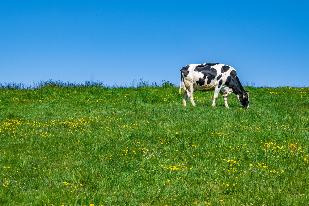 Meat and Dairy Methane Emissions Remain Unregulated Agriculture, climate change, dairy, environmental, environmental impact, meat, methane emissions, poultry & seafood, Social & Governance, unchecked Food and Beverage Business