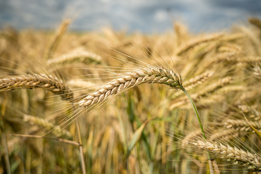 Olam Group Gets Acquisition Proposal from Saudi Investment Firm Food and Beverage Business Olam Group Gets Acquisition Proposal from Saudi Investment Firm food, Food and Agriculture Food and Beverage Business