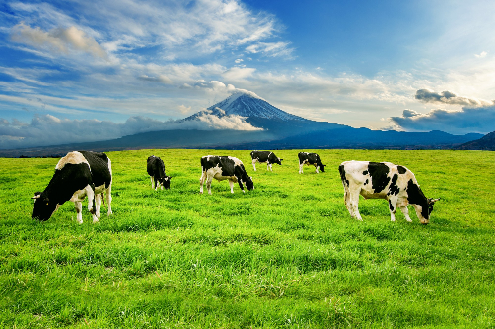 €500 Million Acquisition of Kerry Dairy Ireland by Kerry Co-Operative Creameries Food and Beverage Business €500 Million Acquisition of Kerry Dairy Ireland by Kerry Co-Operative Creameries acquisition, Agriculture, business transaction, cooperative Feel free to modify or add to this list as needed!, dairy industry, Here are some tags based on the title you provided: €500 million, Ireland, Kerry Co-Operative Creameries, Kerry Dairy, sale Food and Beverage Business