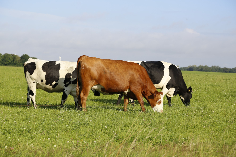 Arla and Müller Partner with Tesco to Promote On-Farm Sustainability Arla Foods, Muller Dairy, Tesco Food and Beverage Business