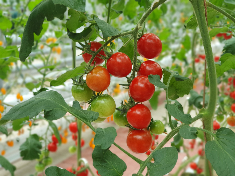 BayWa Considers Future of T&G Global's Fruit and Vegetable Division Agriculture, BayWa, business, Fresh produce, Fruit, future, T&G Global, Vegetables Food and Beverage Business