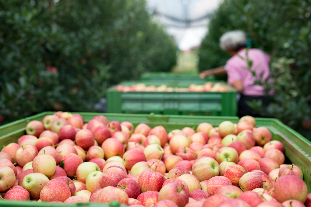 Belgian Fruit Companies Devos and Wouters Set to Merge Fresh produce Food and Beverage Business