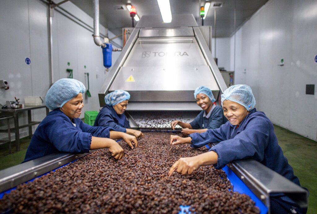 SOUTH AFRICAN RAISIN INDUSTRY OUTLINES AMBITIOUS PRODUCTION AIMS Food and Beverage Business