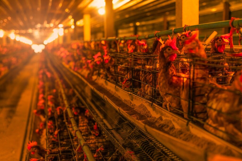 Tanmiah Food Acquires Chicken Plant in Saudi Arabia from Dajin Poultry meat Food and Beverage Business