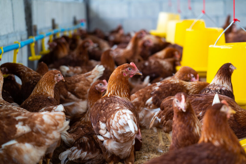 De Heus Acquires Poultry Business Kessels Holding Food and Beverage Business