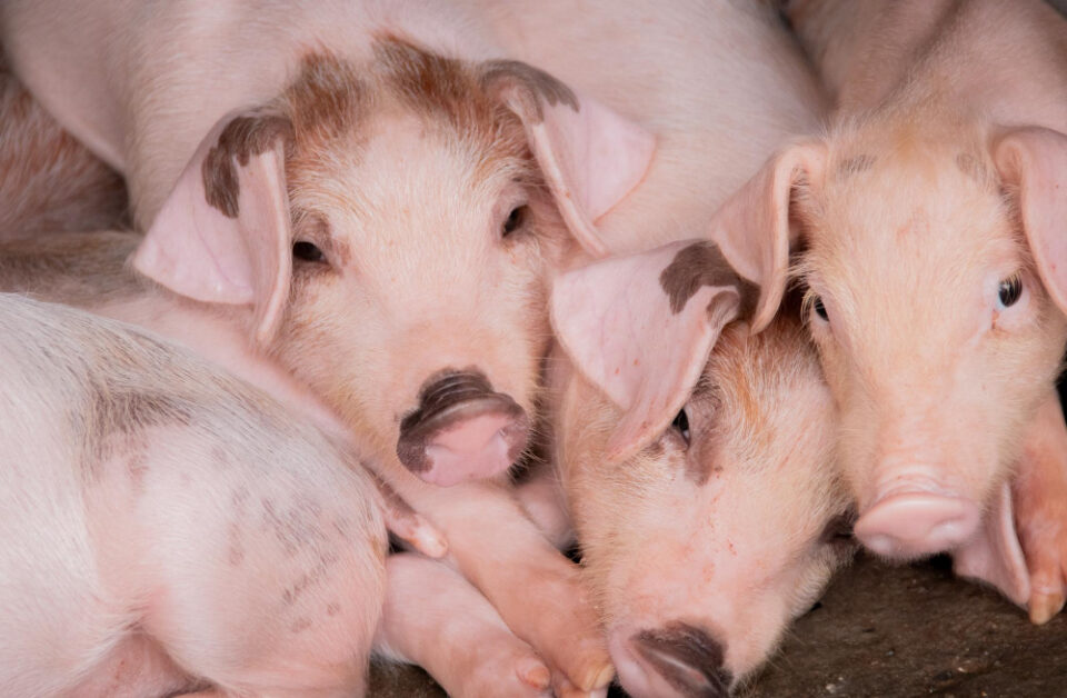 Tesco Teams Up with Supplier Cranswick to Establish Pig Sustainability Initiative Agriculture, Cranswick, Food Industry, partnership, pig sustainability, supply chain, Sustainability, Tesco Food and Beverage Business