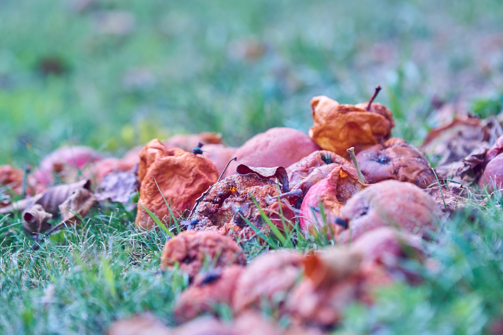 UK Government Announces £15 Million in Grants to Combat On-Farm Food Waste addle, Agriculture, agriculture grants, Apple, apple tree, Autumn, damaged, eco-friendly practices, environmental impact, fall, farm management, farming, fermenting, financial aid, food, Food and Drink, food backgrounds, Food Security, food waste, Fruit, fruits and vegetables, funding, garbage, Grants, harvesting, Here are some suggested tags based on the title you provided: UK Government, hungry, landscape, landscaped, Meadow, Nature, organic, pear, pennies from heaven, picking, rotting, ruined, saturated color, scratched, Sustainability, UK agriculture, waste reduction Food and Beverage Business