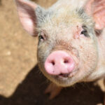 Cranswick Purchases Pig Genetics Company acquires, Agriculture, animal, animals feeding, barn, breast, Breast milk, Cranswick, cute, domestic animals, domestic pig, Eat, factory, Farm, firm, food, genetics, greed, hungry, Livestock, mammal, Meal, mother, newborn, newborn animal, nurse, offspring, Pig, piglet, pigpen, pink color, Pork, purebred dog, Ranch, sleeping, Small, snout, sow, sucking, suckling, thirsty, Udder, young animal Food and Beverage Business