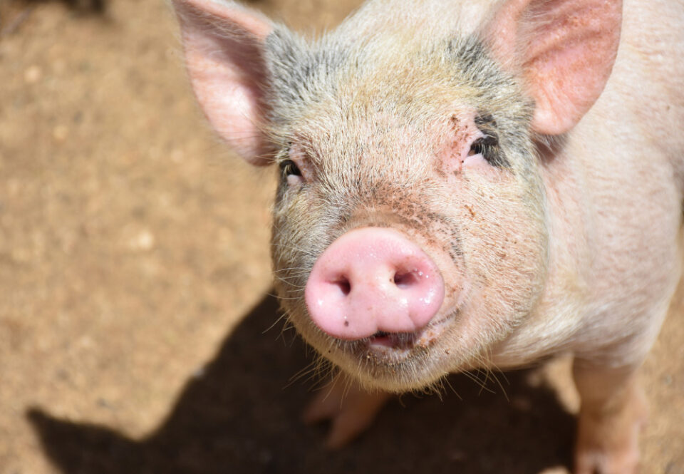 Cranswick Purchases Pig Genetics Company acquires, Agriculture, animal, animals feeding, barn, breast, Breast milk, Cranswick, cute, domestic animals, domestic pig, Eat, factory, Farm, firm, food, genetics, greed, hungry, Livestock, mammal, Meal, mother, newborn, newborn animal, nurse, offspring, Pig, piglet, pigpen, pink color, Pork, purebred dog, Ranch, sleeping, Small, snout, sow, sucking, suckling, thirsty, Udder, young animal Food and Beverage Business
