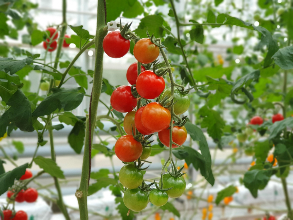 Egeria Secures Majority Stake in Tomato Producer Den Berk Délice acquisition, company, Den Berk Délice, Egeria, Fresh produce, majority, Tomato Food and Beverage Business