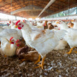 Pete & Gerry's Organics Purchases Farmers Hen House acquisition, Agriculture, Business Development, eggs, Farmers Hen House, Food Industry, Here are some tags based on the title "Pete & Gerry’s Organics acquires Farmers Hen House": Pete & Gerry's, Organic farming, Organics, poultry Food and Beverage Business