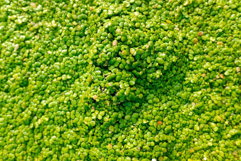 Duckweed Receives EFSA Approval aquatic, background, beautiful, CloseUp, color, fresh, lesser duckweed, Outdoor, Spring, surface, wallpaper Food and Beverage Business