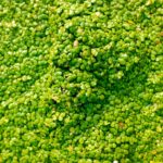 Duckweed Receives EFSA Approval aquatic, background, beautiful, CloseUp, color, fresh, lesser duckweed, Outdoor, Spring, surface, wallpaper Food and Beverage Business