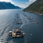 Protein in Transition: Adapting to Consumer and Environmental Demands AI fish stock assessment, blockchain food traceability, Brexit impact on food trade, eco-friendly food packaging, high-welfare poultry farming, meat industry innovation, methane reduction in beef, plant-based meat alternatives UK, poultry antibiotic reduction, seafood sustainability UK, seafood trade regulations UK, supermarket supply chain transparency, sustainable meat production, sustainable seafood solutions, UK meat industry trends Food and Beverage Business