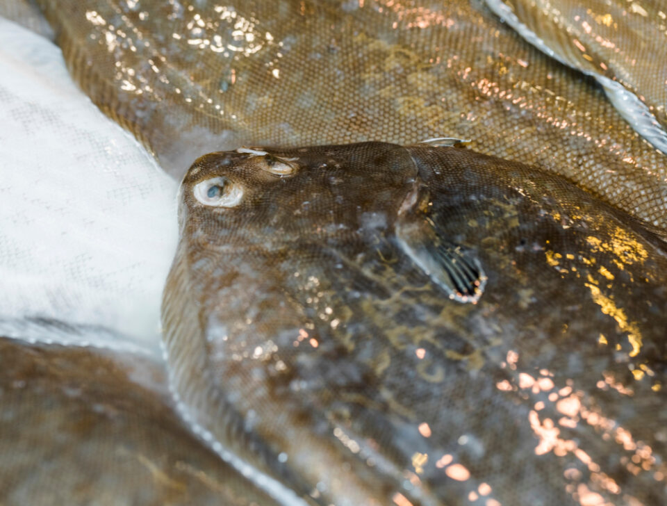 UK and Faroe Islands Secure Fishing Opportunities Agreement agreement, Faroe Islands, Fishing, opportunities, UK Food and Beverage Business