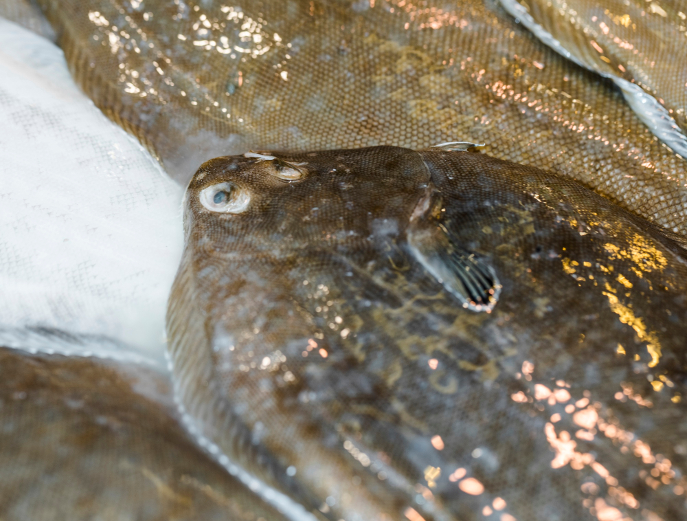 UK and Faroe Islands Secure Fishing Opportunities Agreement agreement, Faroe Islands, Fishing, opportunities, UK Food and Beverage Business