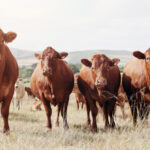 HKFoods to Shut Down Paimio Slaughterhouse Due to Decrease in Cattle Numbers HKScan Food and Beverage Business