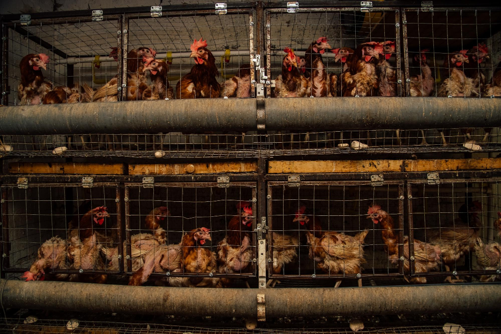 USDA Shuts Down Two Food Safety Committees closure, Committees, food, food safety, Frozen, meat, Refrigerated, Safety, shuts, USDA Food and Beverage Business