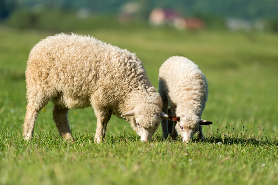 Sheep Test Positive for Bird Flu Food and Beverage Business