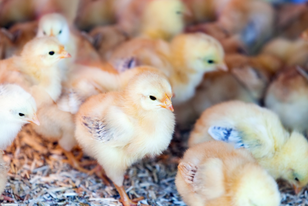 Avara Foods Launches New Broiler Standard Food and Beverage Business Avara Foods Launches New Broiler Standard Agriculture, Avara Foods, broiler standard, Food Industry, poultry Food and Beverage Business
