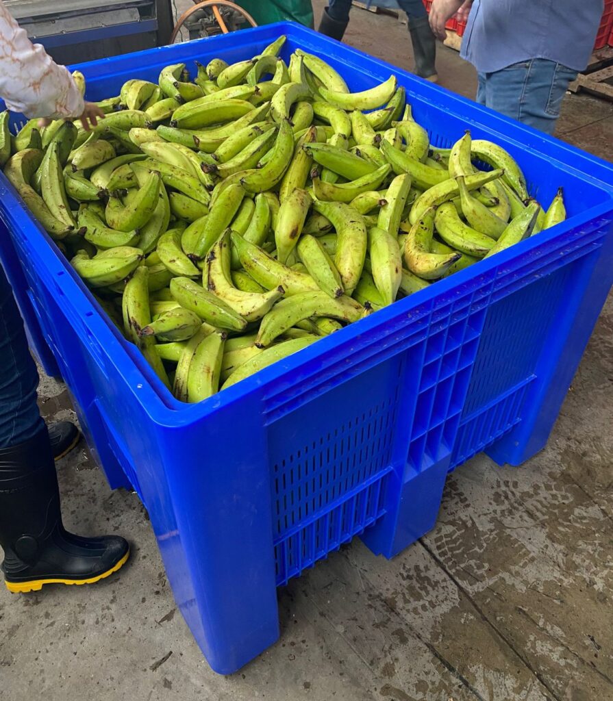 Perfectly Designed for Bananas: Craemer's SB3 Pallet Box food and drink packaging, food and drink sustainable packaging, Food packaging, Resource Efficiency, Reusable packaging Food and Beverage Business